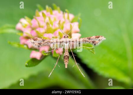 Lantanophaga pusillidactyla moth perched on a pink lantana flower. Stock Photo