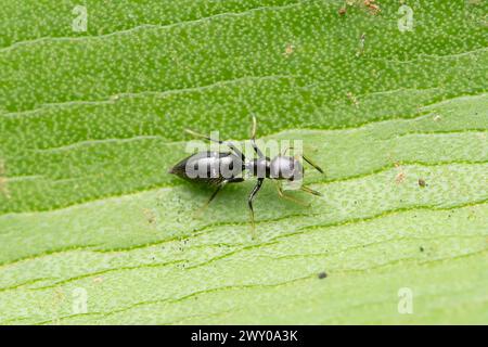 Myrmarachne melanocephala, an ant mimic spider, poised on a vibrant leaf. Stock Photo