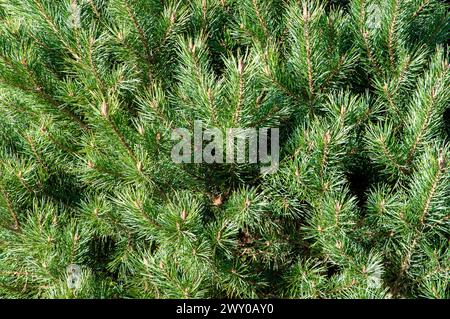 A close-up with many branches of Pinus pumila tree Stock Photo