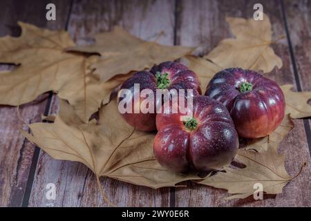group of tasty fresh tomatoes of the blue variety with drops of water on dry leaves Stock Photo