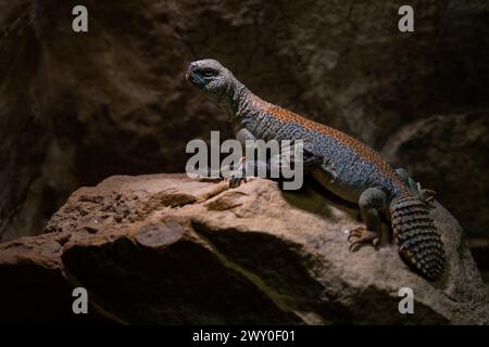 Lizard Qatar Wild Spiny tailed Agama Lizard in Qatar Desert Stock Photo - Alamy