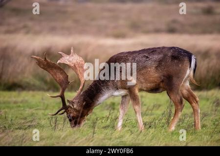 Beautiful deer with big horns walk in the forest, park. Deer eat grass. Beautiful foggy morning. Deer graze on the lawn. National Park with animals, d Stock Photo
