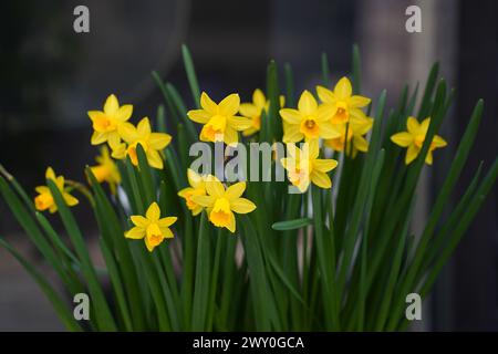 Yellow daffodils in a pot on a dark background Stock Photo