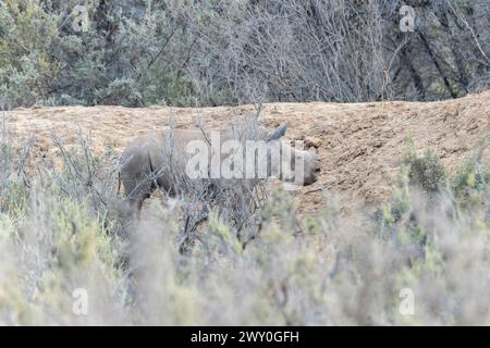 A Southern White Rhinoceros, Ceratotherium simum ssp. simum , dehorned for protection, walking in a South Africas field. Stock Photo