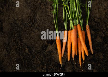 A pile of freshly harvested carrots, a type of root vegetable, lies on the ground. These natural foods are commonly used as an ingredient in various dishes Stock Photo