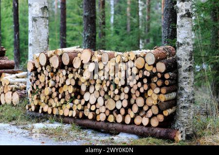 Sawn firewood neatly stacked between two birch trees on a day of early spring. Stock Photo