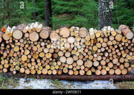 Neatly cut and stacked small firewood close up in coniferous forest on a day of early spring. Stock Photo