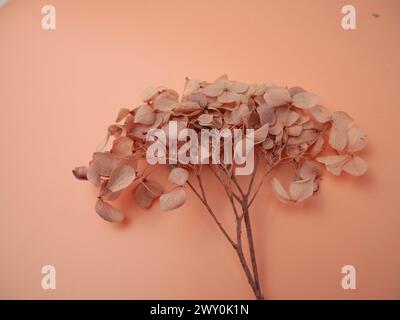Small white dried flower on pink backdrop with delicate stemsg Stock Photo