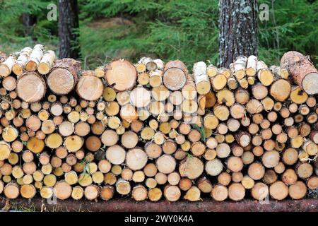 Neatly cut and stacked small firewood close up in forest on a day of early spring. Stock Photo