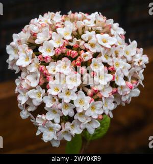 White flowers open from pink buds in the fragrant, spring flowering hardy shrub, Viburnum x burkwoodii 'Anne Russell' Stock Photo