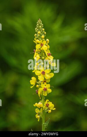 Verbascum nigrum flower Stock Photo