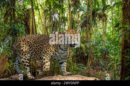 Close-up of a Jaguar (Panthera onca), adult male. Lives in Mexico, Central America, northern half of South America, Brazil. Stock Photo