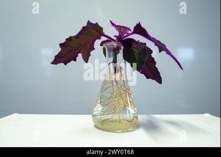 A cutting of a purple leaved Gynura plant in a bottle of water has taken root. Stock Photo