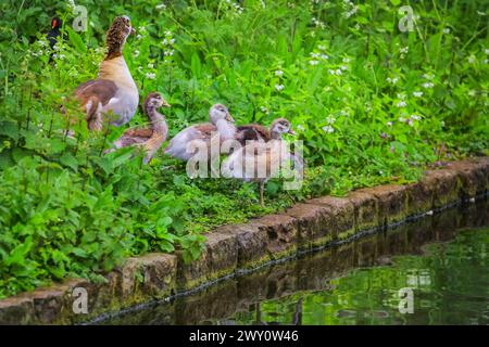 Egyptian geese (Alopochen aegyptiaca) adult with goslings, family of waterfowl by a pond, England, UK Stock Photo