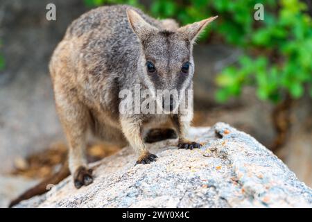 Rock wallaby on Magnetic Island, Australia Stock Photo