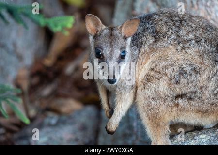 Rock wallaby on Magnetic Island, Australia Stock Photo