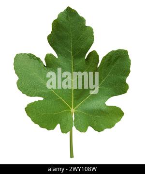 Green fig leaves isolated on a white background isolated with clipping path Stock Photo