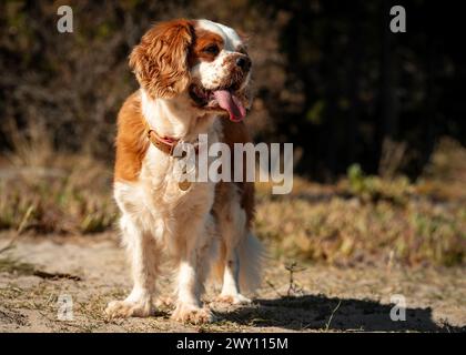 A cute brown and white dog standing on a dirt path Stock Photo