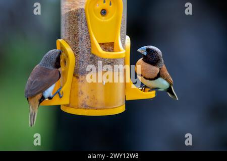 The chestnut-breasted mannikin (Lonchura castaneothorax) is seen at a bid-feeder in Paea on Tahiti in French Polynesia. The bird is also known as a ch Stock Photo