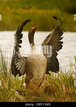 Goose Uk Rspb Greylag Goose at RSPB Rainham Marshes Nature Reserve , Rainham, Essex ...
