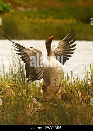 Goose Uk Rspb Greylag Goose at RSPB Rainham Marshes Nature Reserve , Rainham, Essex ...