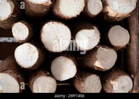 Cassava also called manioc or yuca (Manihot esculenta) Stock Photo