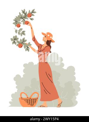 Woman is harvesting apples. A girl near an apple tree. Active people ...