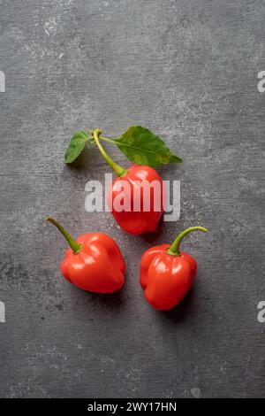 three red habanero chili peppers on black textured surface, capsicum chinense, hottest spice with wrinkled or dimpled skin intense spiciness flavor Stock Photo