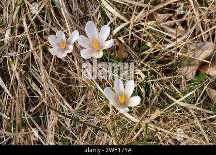 Close up on white crocus flowers (saffron flower) with dry grass background Stock Photo