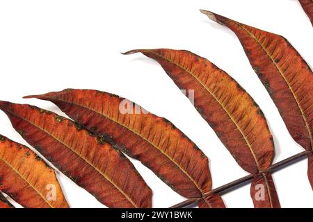 Dried leaf of ornamental tree sumac fluffy or sumac virginiana or vinegar tree or northern palm on white background. Stock Photo