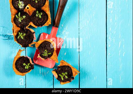 Small starter plats growing in yellow carton chicken egg box in black soil. Break off the biodegradable cup and plant in soil outdoors. Zero waste. Stock Photo