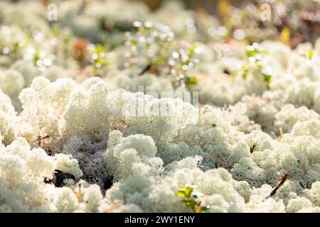 Reindeer lichen in the spring close up Stock Photo