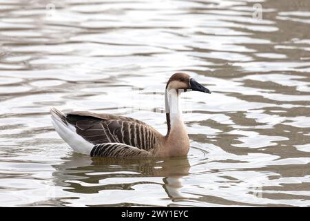 Greater white-fronted goose close up on winter Stock Photo