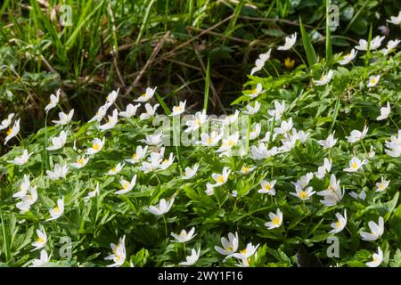 The Polenz is the right-hand, smaller source river of the Lachsbach in ...