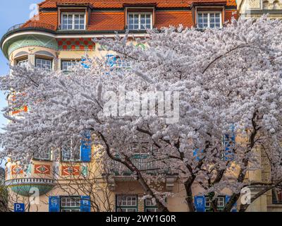 Beautifully blooming tree in front of a beautiful old villa in Schwabing, Munich, Bavaria, Germany Stock Photo