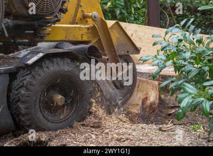 Stump grinder for tree stump removal, Tutzing, Bavaria, Germany Stock Photo