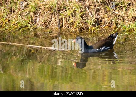 Common moorhen Stock Photo