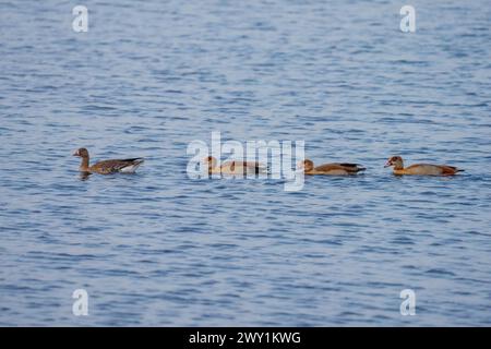Greater white-fronted goose and Egyptian goose swimming together Stock Photo
