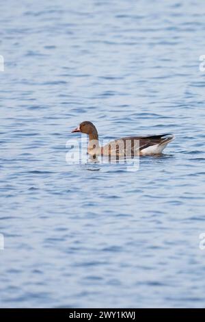 Greater white-fronted goose (Anser albifrons) Stock Photo