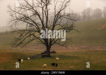 Sheep graze in a pasture under an oak tree in rainy weather in this rural Virginia landscape. Stock Photo