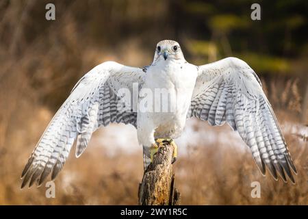 Arctic Gyrfalcon spreading wings while perching on a pole. Stock Photo