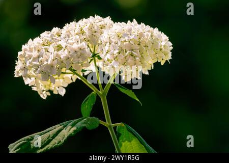 White Smooth Hydrangea (Hydrangea arborescens) in bloom in a garden in Hamilton, Ontario, Canada. Stock Photo