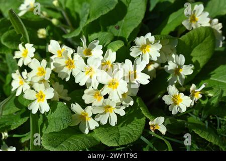 British wild flowers. Plants; Wild flowers. .March. 1659. J