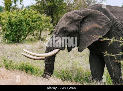 Head African elephant with open mouth, close up portrait, side view. Animals natural habitat, wildlife background, wild nature. Safari in savanna, Sou Stock Photo
