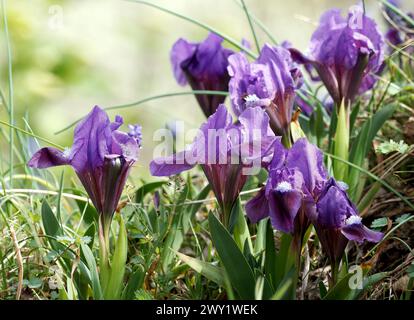 pygmy iris, dwarf iris, Zwerg-Schwertlilie, Iris nain, Iris pumila, apró nőszirom, Hungary, Magyarország, Europe Stock Photo
