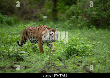 A female tiger walking through the Nagarhole National Park, India Stock Photo