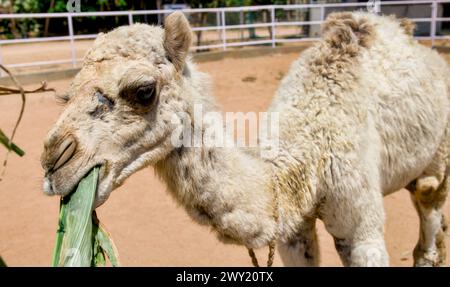 A close-up photo of a camel's face in soft focus, with blurred green grass in the background. Stock Photo