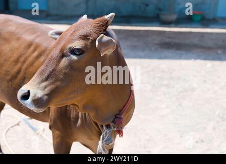 A close-up photo of a brown cow with a gentle expression Stock Photo