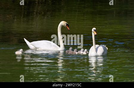 Swan family - Mute Swan (Cygnus olor) couple with five young swimming on the water Stock Photo