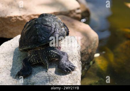 A close-up photo of a turtle perched on a moss-covered rock in a park, enjoying the warm sunlight Stock Photo